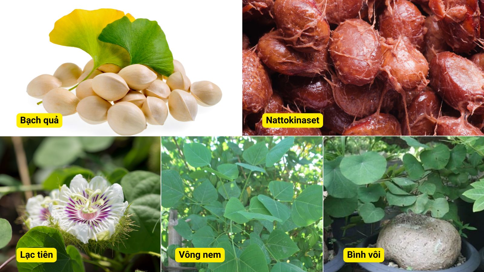 Ginkgo 360 Natto-Q10 được chiết xuất từ các thảo dược thiên nhiên tốt cho tuần hoàn
